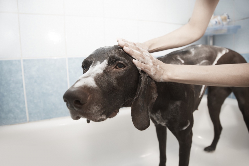 toiletteur-VILLENEUVE LOUBET-min_dog-1178365_1280