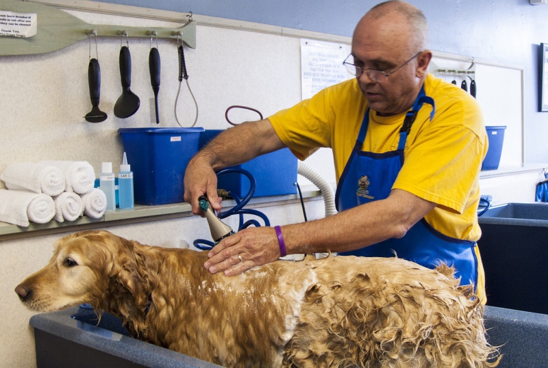 toiletteur-VILLENEUVE LOUBET-min_dog-bath-682169_1280